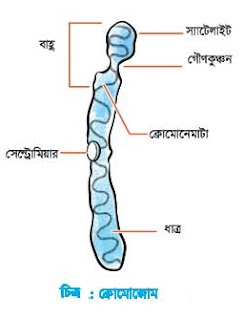ক্রোমাটিন জালিকা