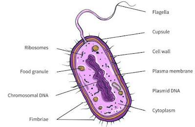 ব্যাকটেরিয়া