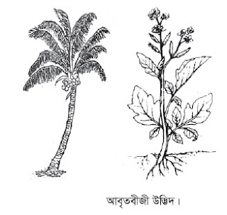 আবৃতবীজী উদ্ভিদ