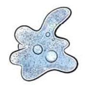 অ্যামিবা