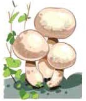 মাশরুম