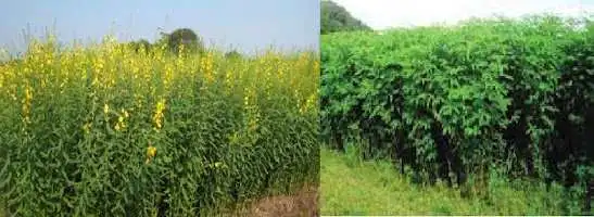 সবুজ সার