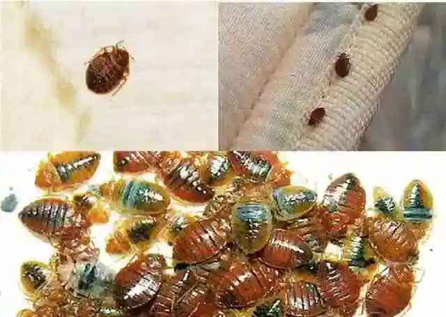 ছারপোকা তাড়ানোর উপায়