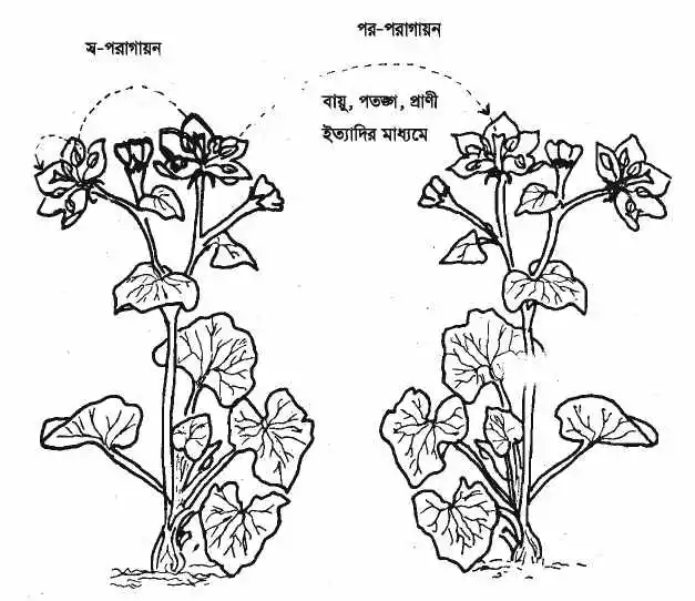 পরাগায়ন কাকে বলে