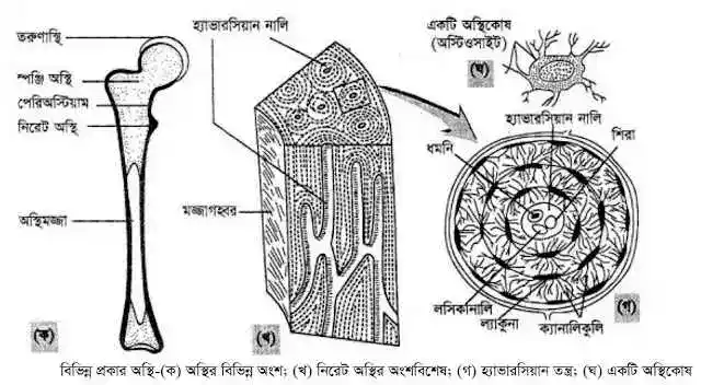 অস্থিমজ্জা