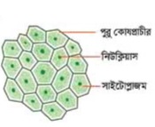 কোলেনকাইমা