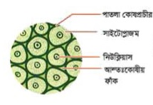 প্যারেনকাইমা