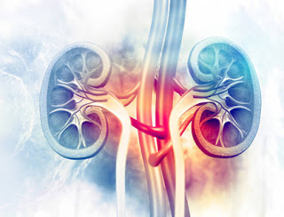 কিডনি ভালো আছে কিনা বোঝার উপায়