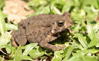 কুনোব্যাঙ