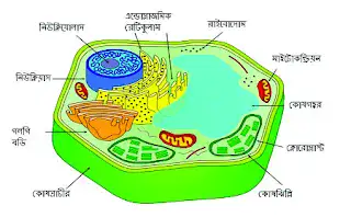 প্রকৃত কোষ