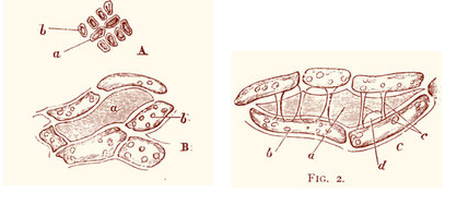 প্রাইমরডিয়াল ইউট্রিকল