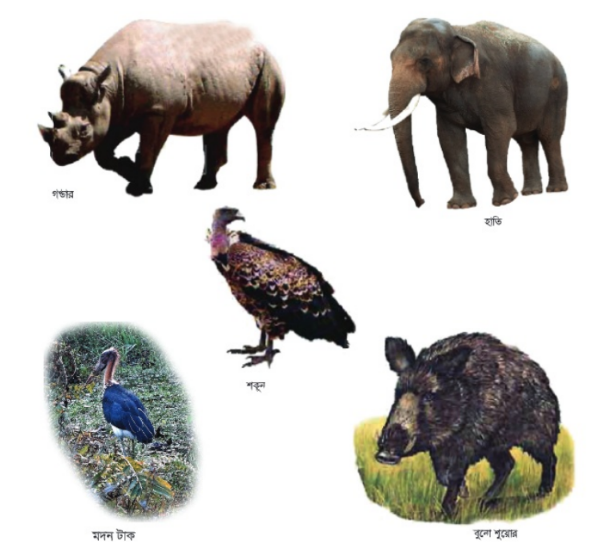 সুন্দরবনের প্রাণী